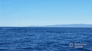 blue whale sea GIF by Monterey Bay Aquarium