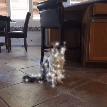 perfect loops patrick the cat GIF by Justin