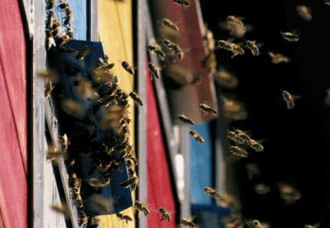 mezitlab bees GIF
