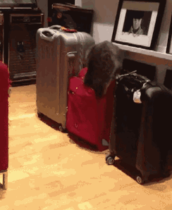 khalilaldabous  GIF