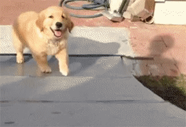 khalilaldabous  GIF