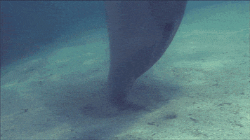 marine life dolphins GIF by ThirteenWNET