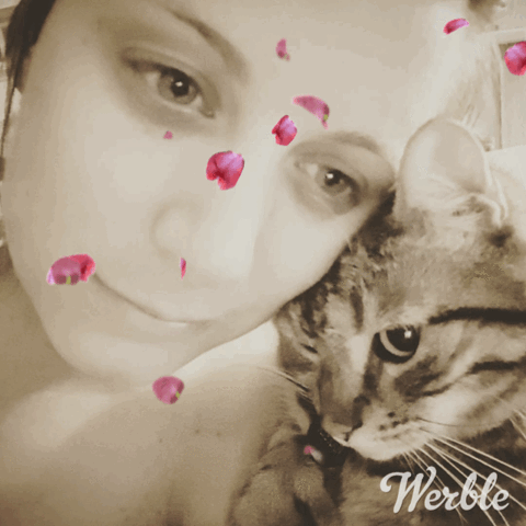 rebeccaarmstrong9 cat memorium GIF