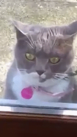 cat nuts let me in crazy cat GIF