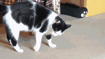 nikeloku  GIF