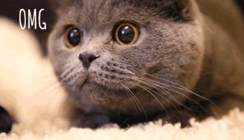 bycc  GIF