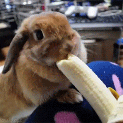 stephaniecorbitt bunny banana GIF