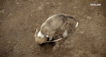 200.gif?cid=fc005b0884c690ddafb7e22179e2622f43338cf21f413953&rid=200.gif&ct=g
