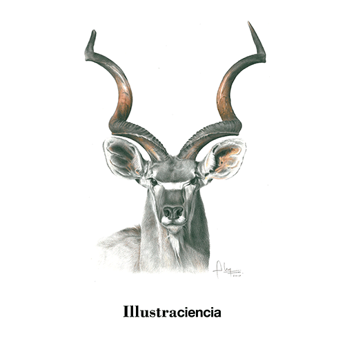 illustraciencia kudu sciart GIF