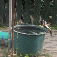 200.gif?cid=fc005b08c77e6834f65c855d9d3b6b44458bf48a261e9aec&rid=200.gif&ct=g