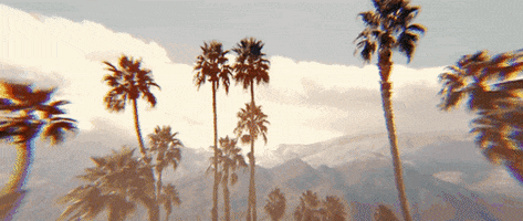 Palm Trees Coachella GIF by NEW CITY
