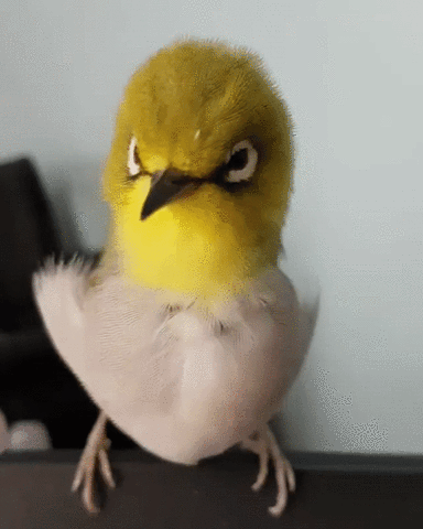 arxangelo  GIF