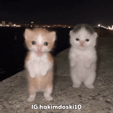 Dance Dancing GIF