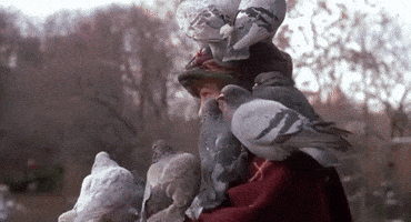 Pigeon Lady Gifs Get The Best Gif On Giphy