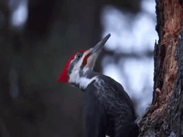 Pileated Woodpecker Snow GIF