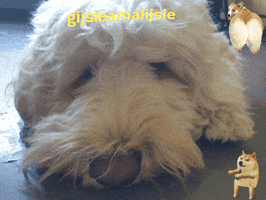 Meme GIF