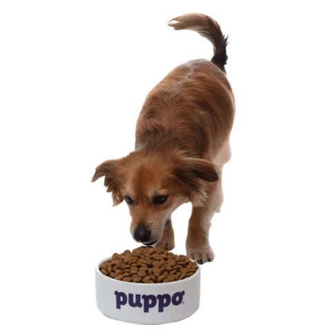 Dog Food Wink Sticker