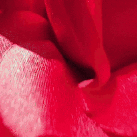 Mothers Day Love GIF by Bearcat