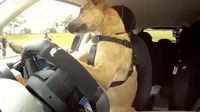 우리집 댕댕이 만큼 똑똑한 강아지 순위 TOP 10 5 dog car GIF