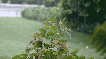 green forest GIF