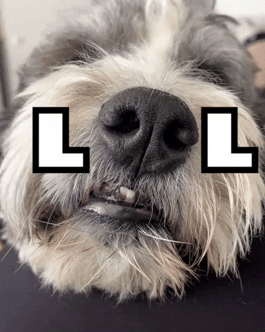 Cute Dog Bernedoodle GIF