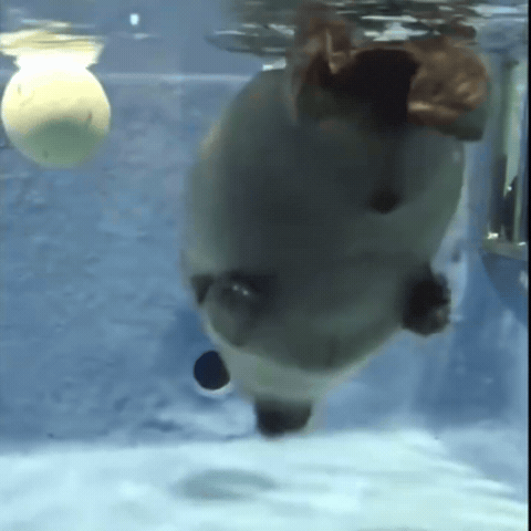 Dance Seal GIF