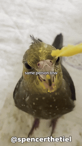 Bird Pet GIF
