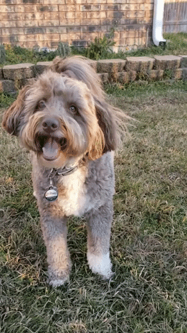 Doodle Happy Dog GIF by Geekster Pets