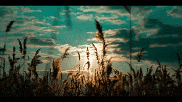 Calm GIF