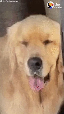 Funny Dogs GIF by The Dodo