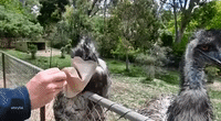 Emu Eager for Treats Gets Head Stuck in Paper Bag