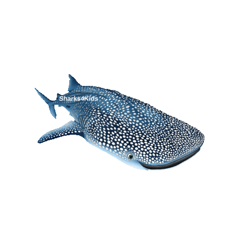 Sharks4Kids Sticker