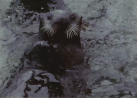 Vintage Swimming GIF by US National Archives