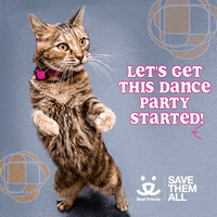 Dance Party Reaction GIF by Best Friends Animal Society