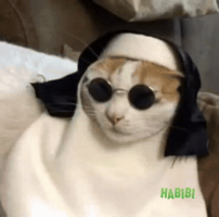 Funny Cat GIF