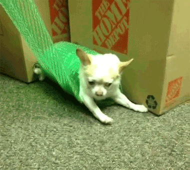 Dog Spinning GIF - Find & Share on GIPHY