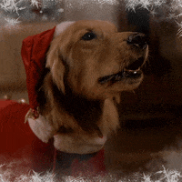 barking merry christmas GIF by Lifetime