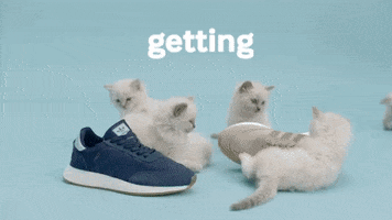 white cat win GIF by Sneakersnstuff
