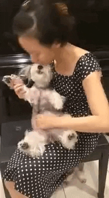 Dog Guitar GIF - Find & Share on GIPHY