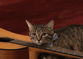 Tonight Show Cat GIF by The Tonight Show Starring Jimmy Fallon