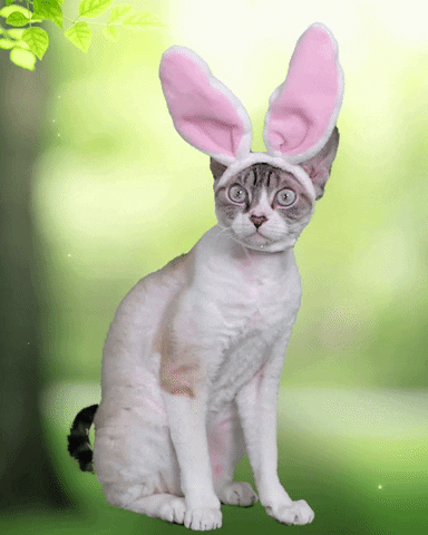 Confused Easter Bunny GIF