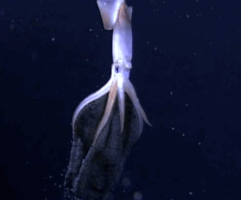 squid GIF