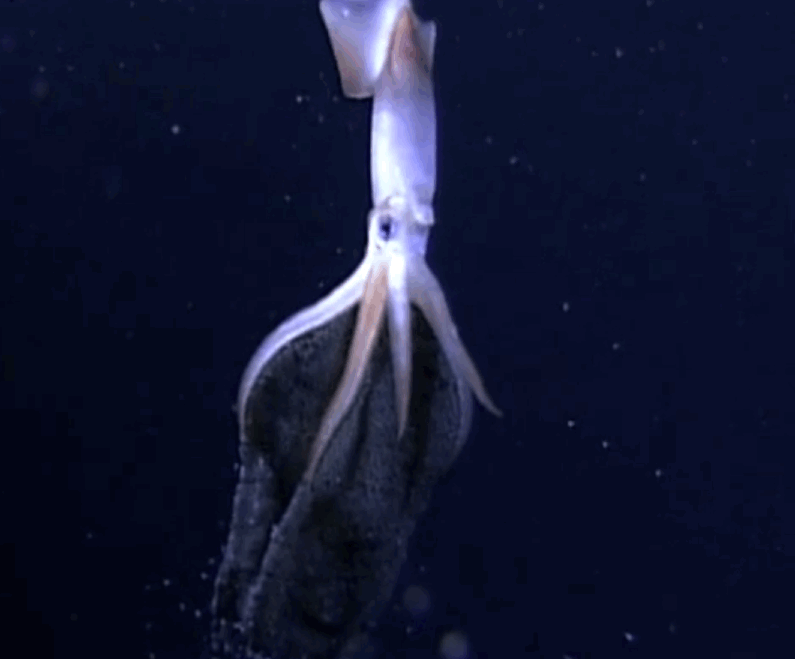 Image result for squid gif