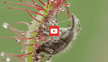 GIF by KQEDScience