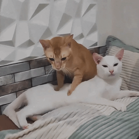 Cat Rescue GIF by Storyful
