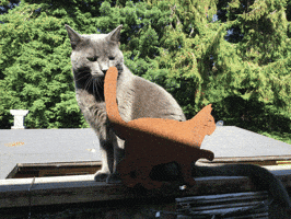 mobiles simon smells tail GIF