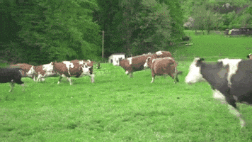 cows GIF