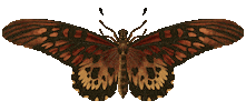 Vintage Butterfly Sticker