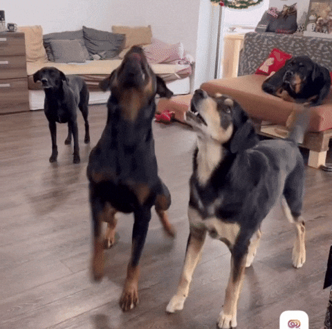 Dance GIF