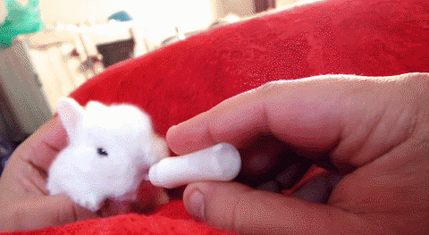 Gifs baby bunny Yellow And